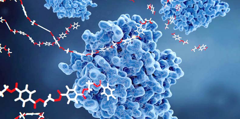 Enzyme Fermentation .jpg